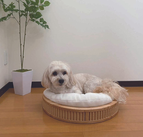 木製ペットベット | THI THI PET 【公式サイト】