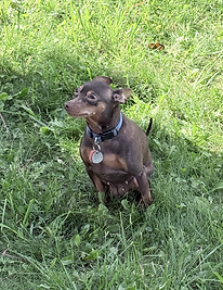 daisy the dog