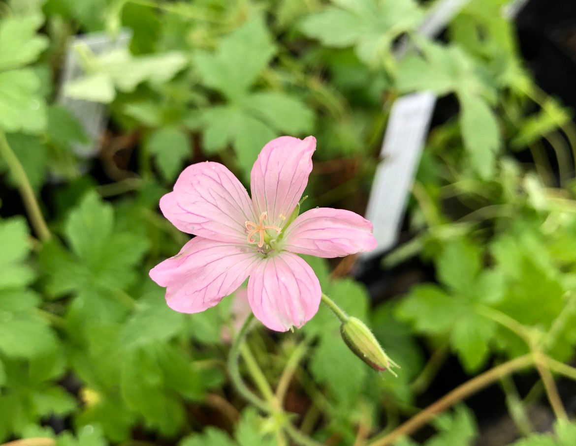 Geranium x oxonianum ‘Wargrave Pink’