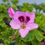 Thumbnail: Pelargonium 'Copthorne'