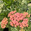 Thumbnail: Achillea 'Lachsschönheit'