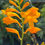 Thumbnail: Crocosmia 'Suzanna'