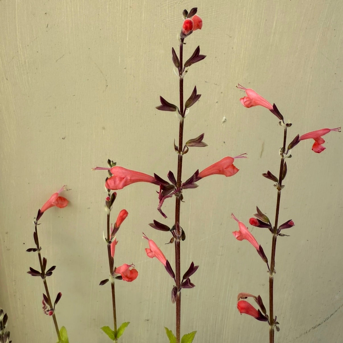 Salvia coccinea ‘Brenthurst’