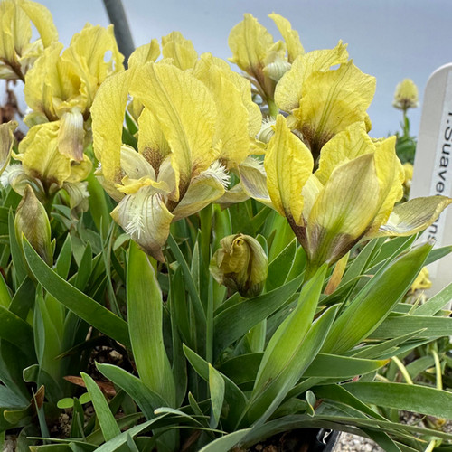 Iris Suaveolens Seagate Nurseries