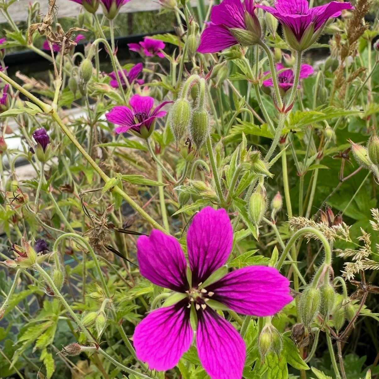 Geranium 'Ivybridge Eyeful'
