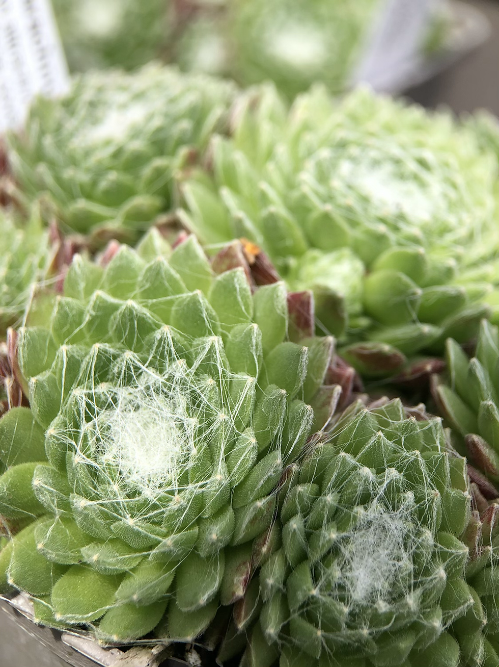 Sempervivum arachnoideum