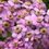 Thumbnail: Achillea siberica camschatica 'Love Parade'