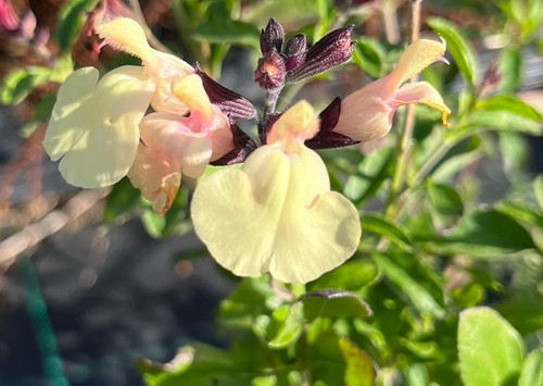 Salvia Microphylla Trelissick Seagate Nurseries
