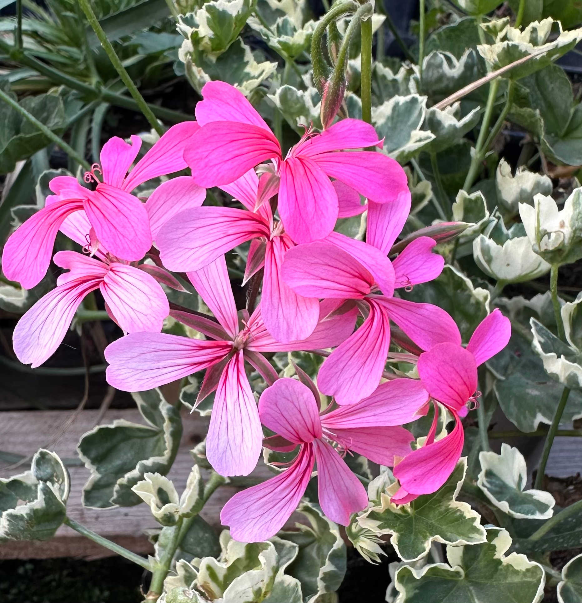 Pelargonium ‘Duke of Edinburgh’ 