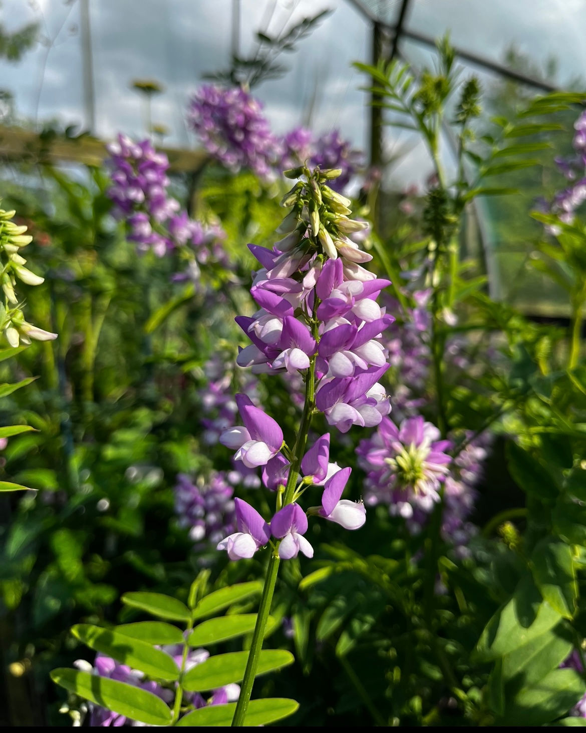 Galega x hartlandii 'Lady Wilson'