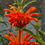 Thumbnail: Leonotis leonurus
