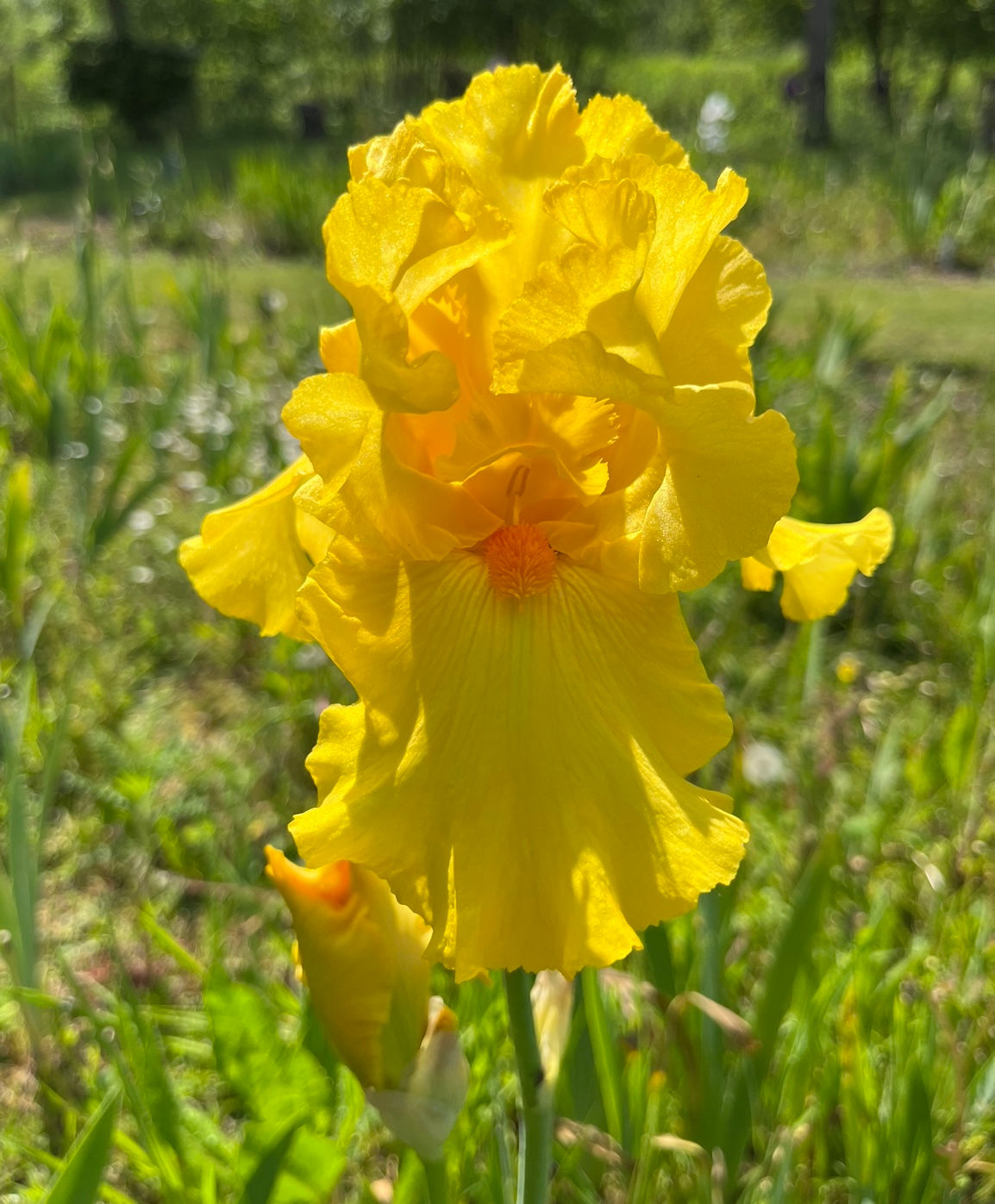 Flaming Victory (TB)