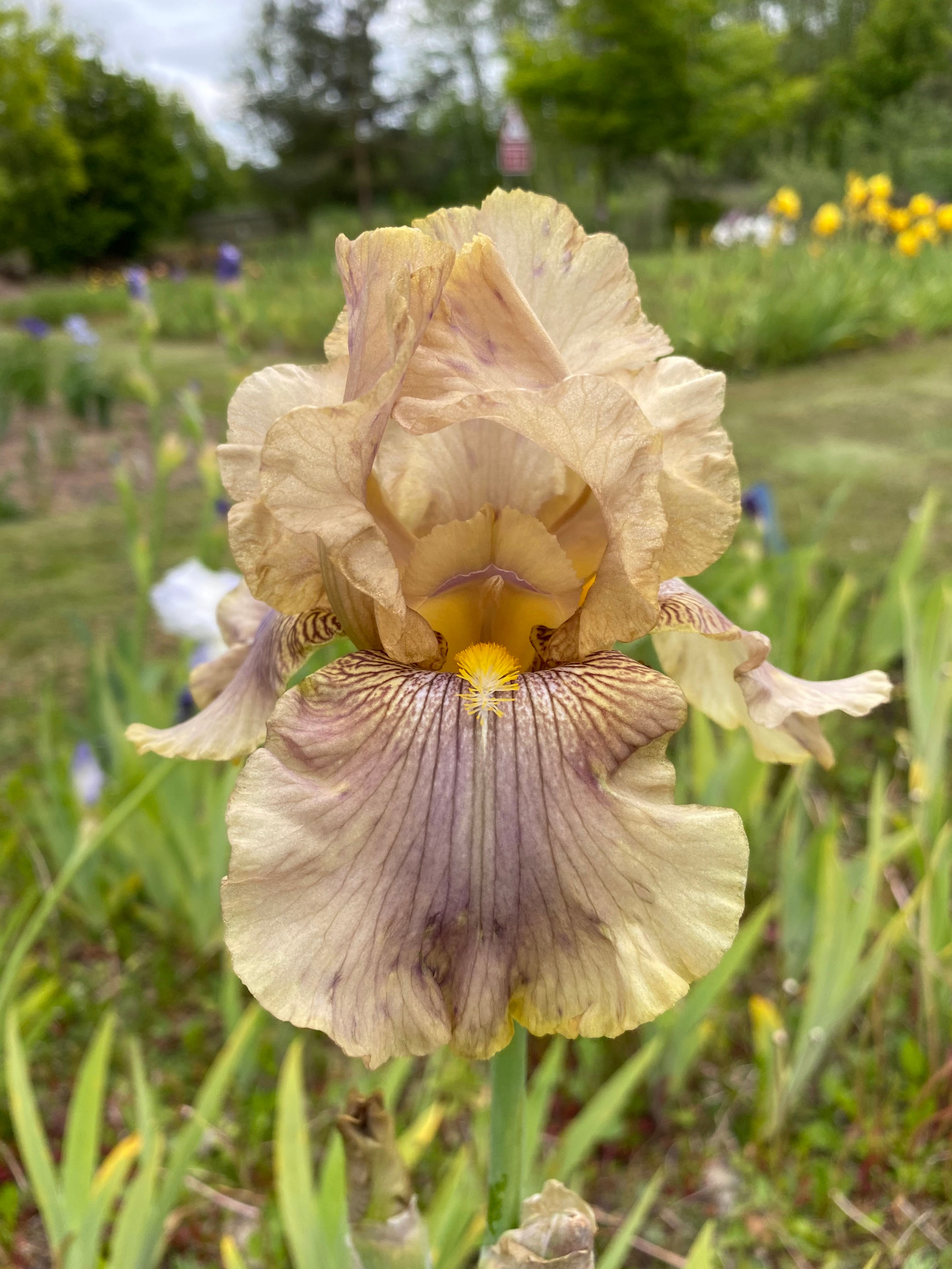 Gandalf the grey (TB)