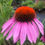 Thumbnail: Echinacea purpurea 'Magnus Superior'
