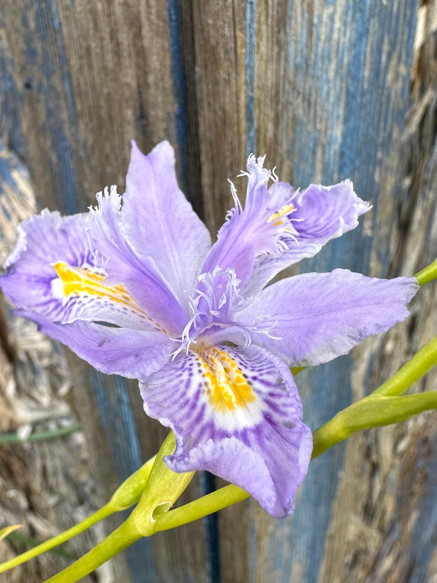 Iris confusa ‘Martyn Rix’
