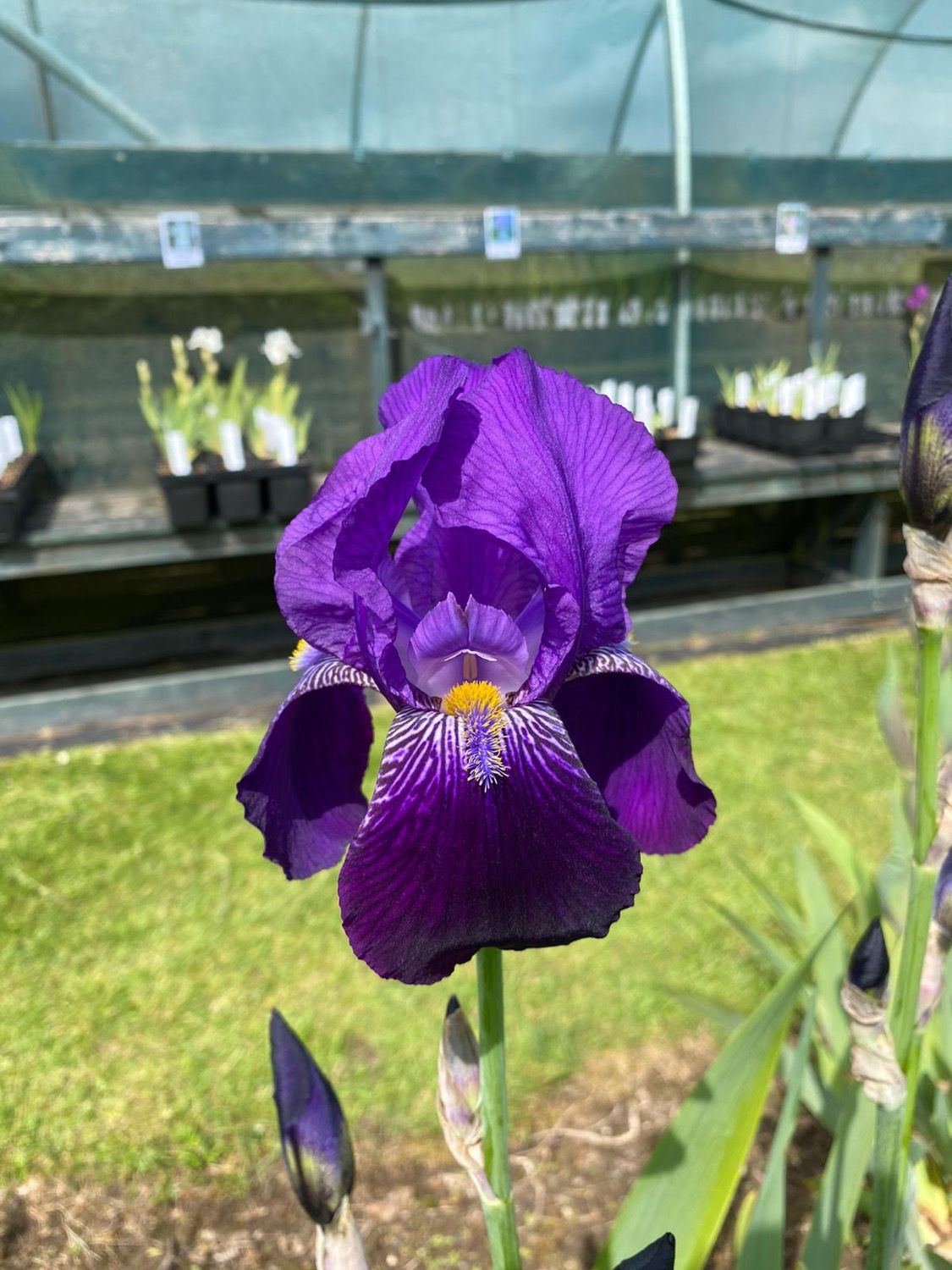 Souvenir de Mme Gaudichau (TB)