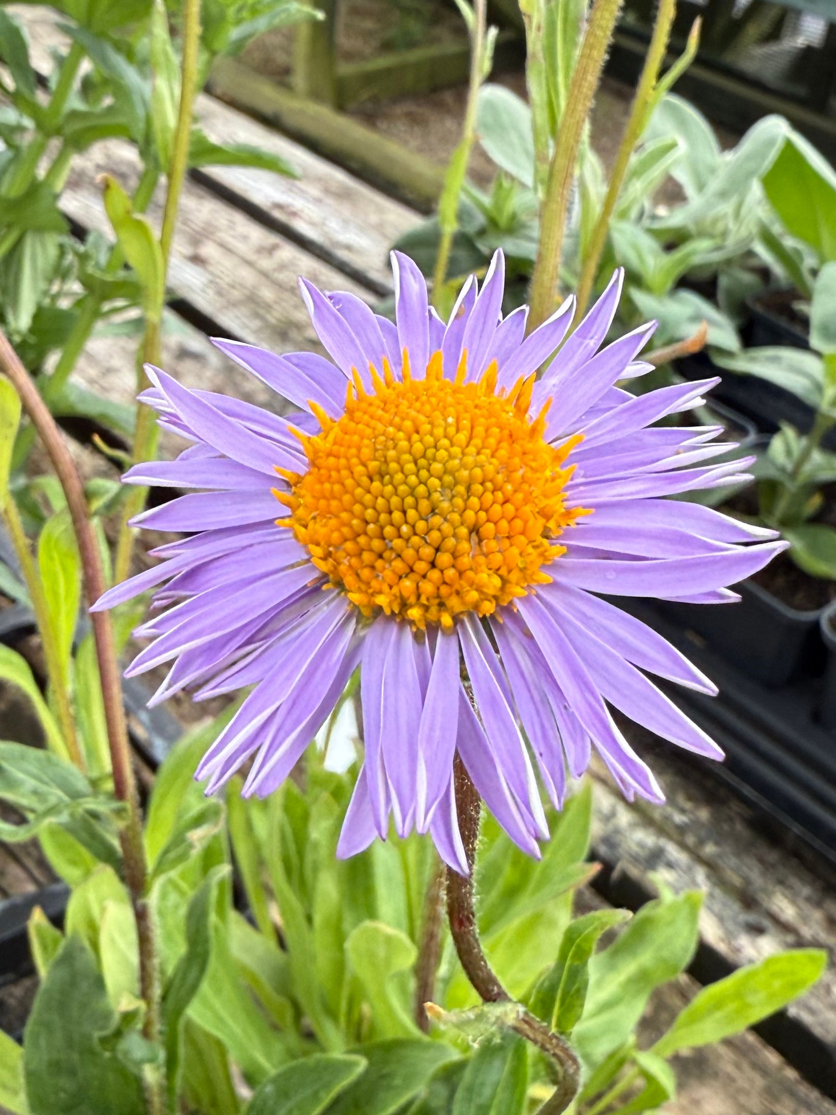 Aster tongolensis Wartburg Star