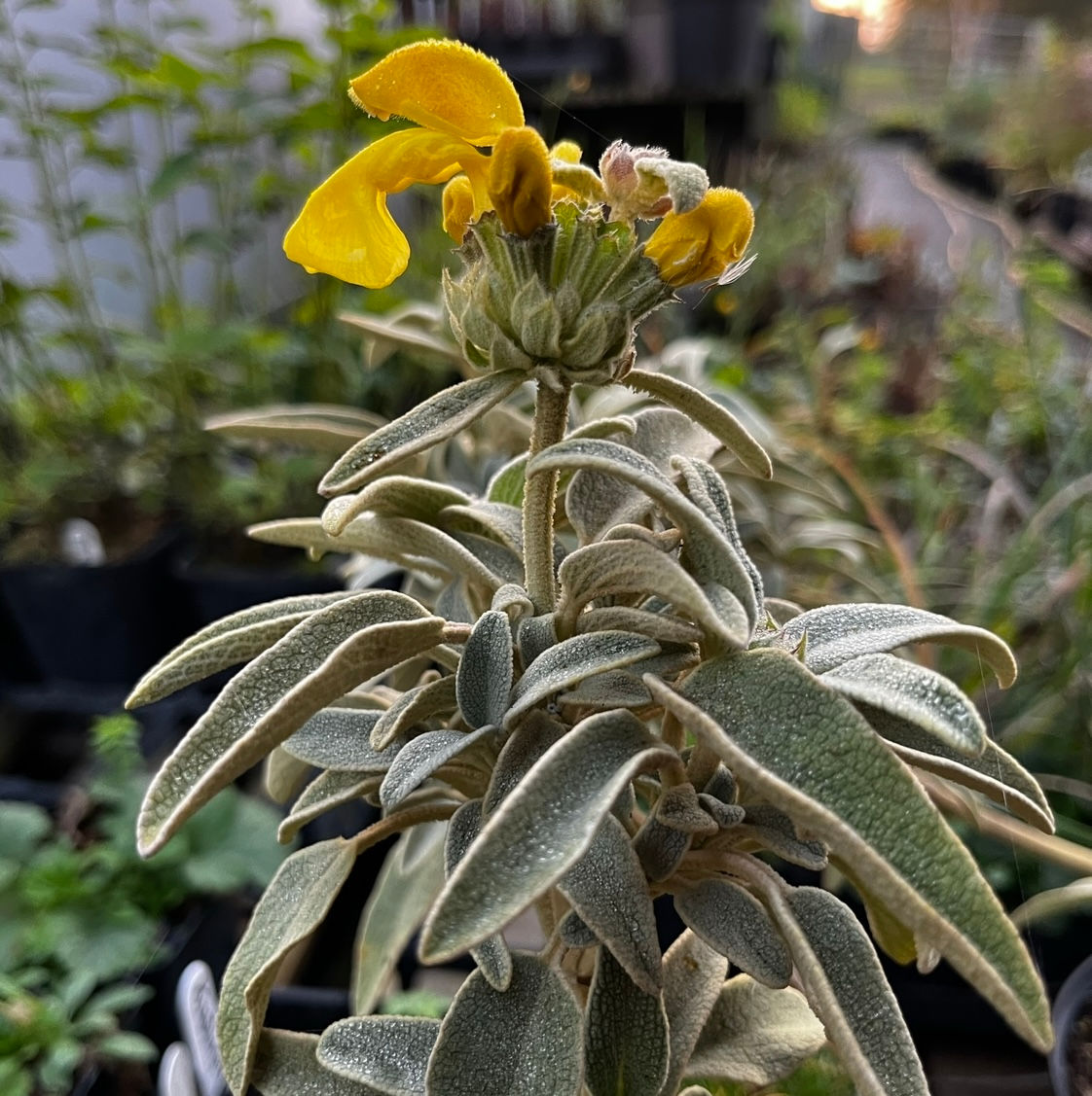 Phlomis Fruticosa