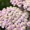 Thumbnail: Achillea millefolium ‘Lilac Beauty’