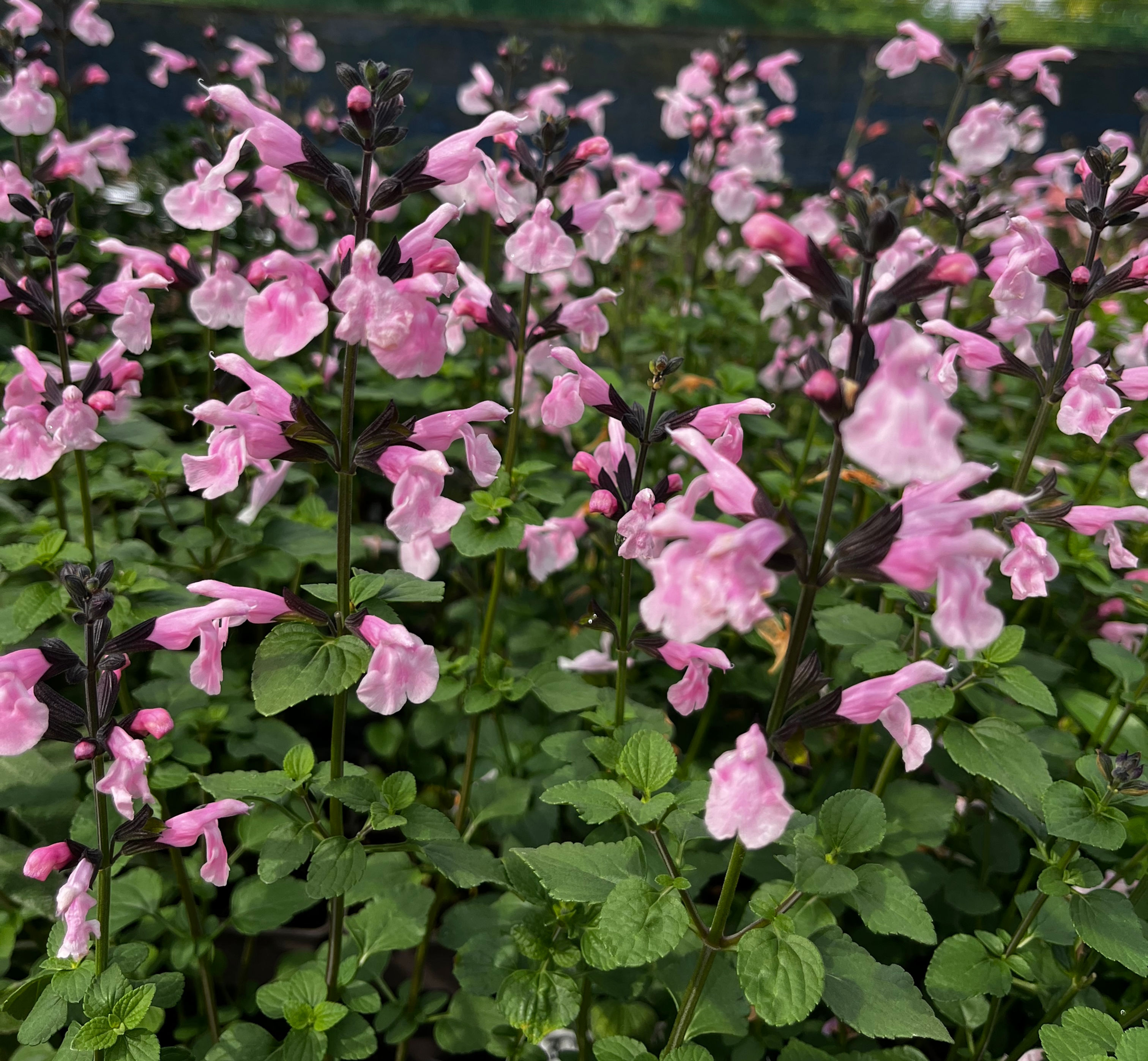 Salvia microphylla ‘Blind Faith’