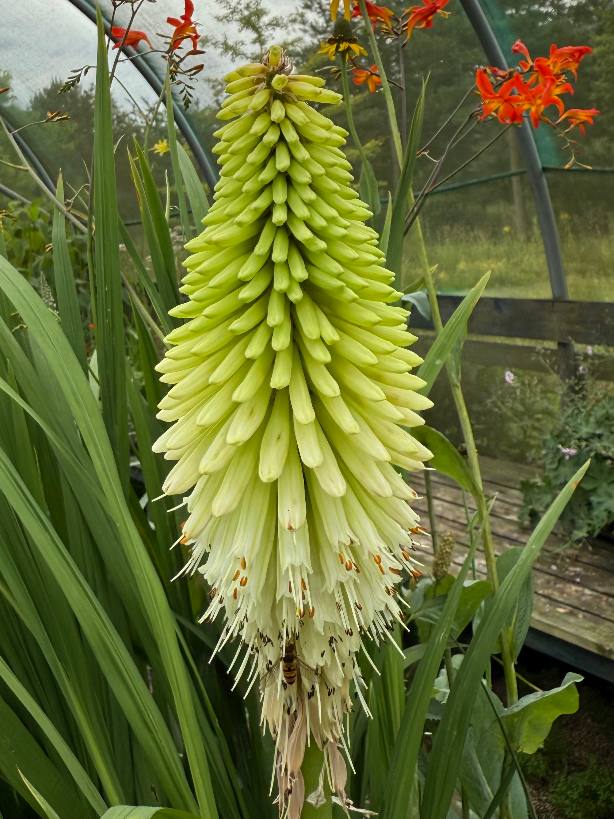 Kniphofia 'Ice Queen'