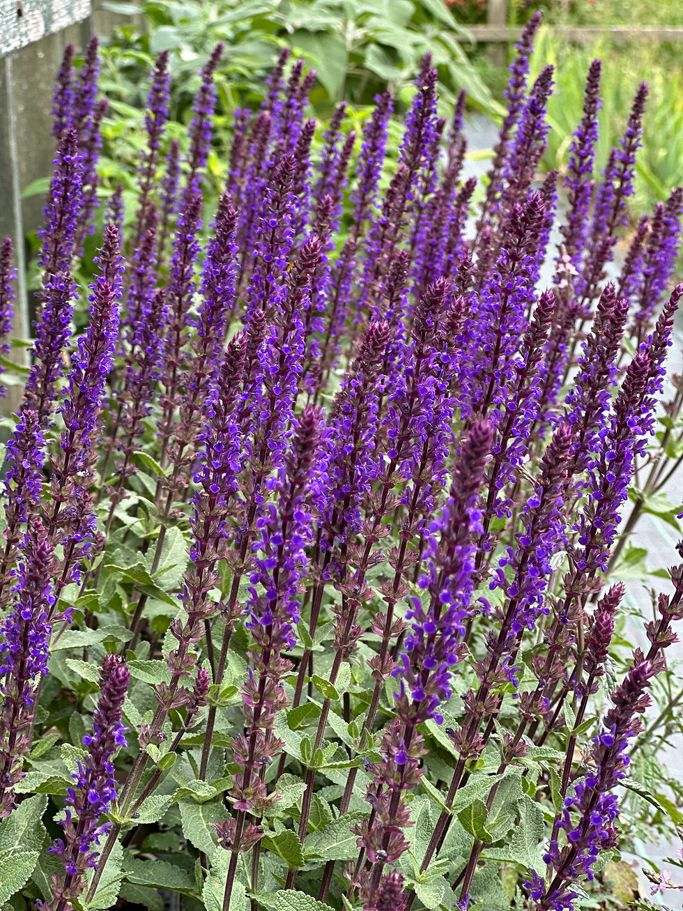 Salvia nemorosa ‘Caradonna’ 