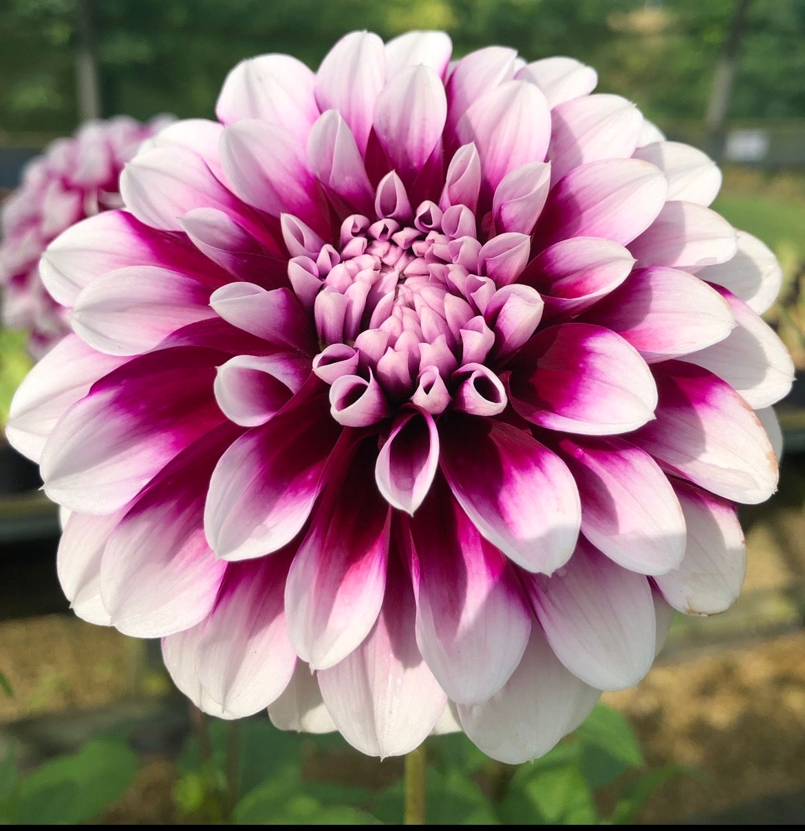 Dahlia ‘Edinburgh’