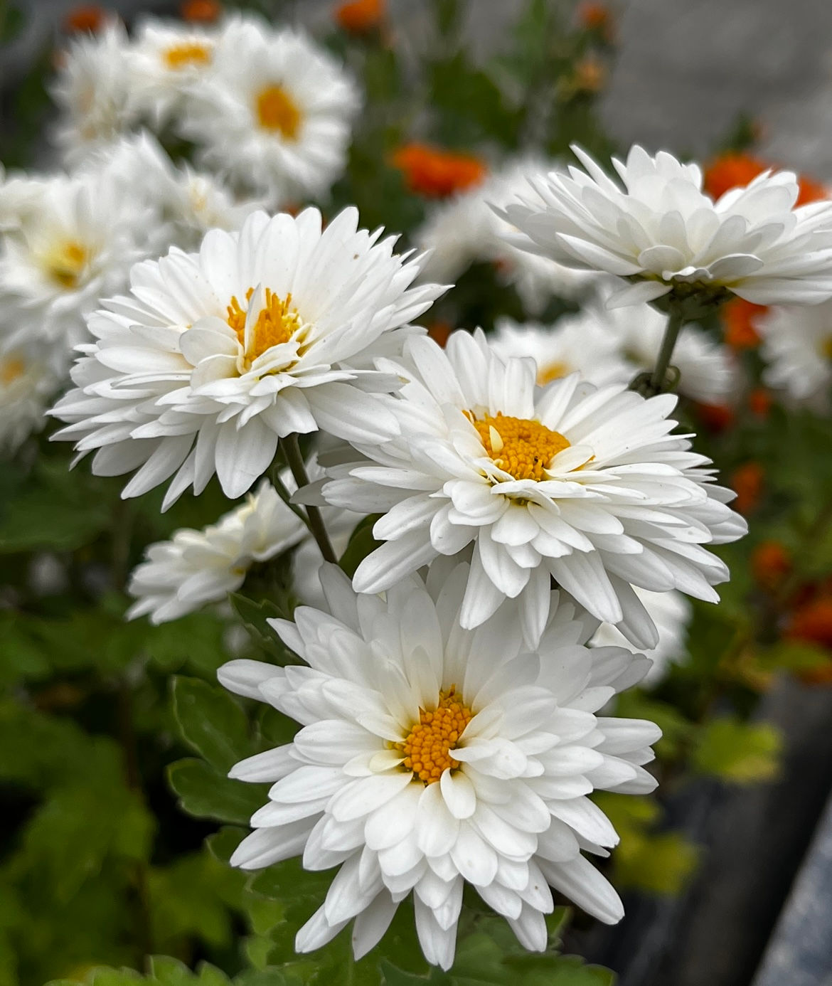 Chrysanthemum 'Spartan Seagull'