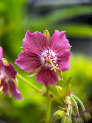 Geranium Rothbury Gem Geranium phaeum ‘Rothbury Ruby’ | Seagate Nurseries
