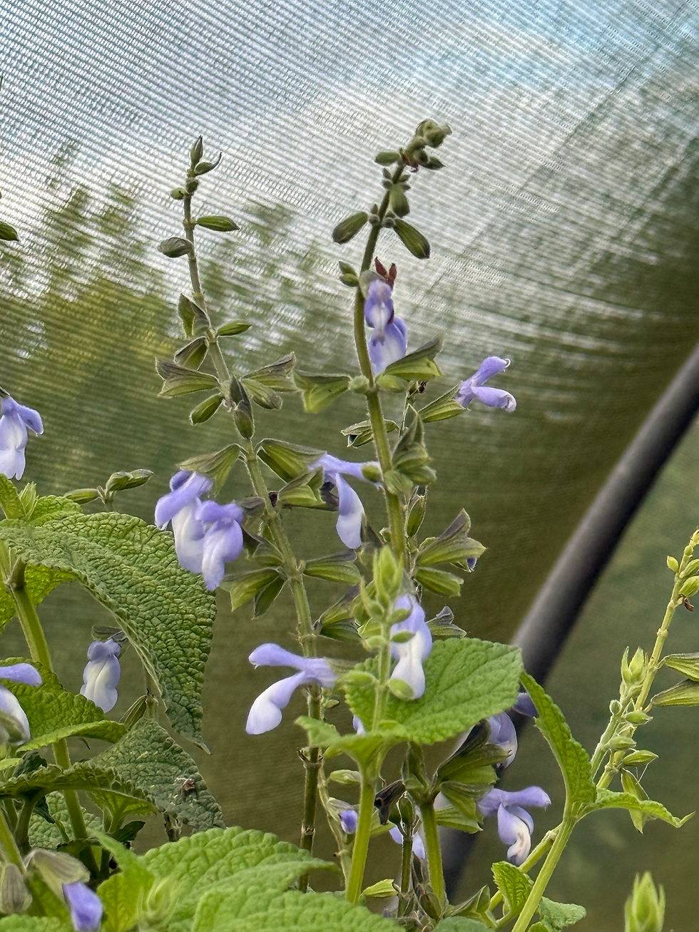 Thumbnail: Salvia stachydifolia
