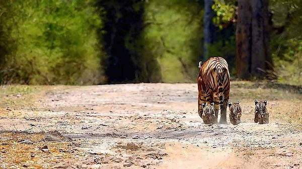 Ranthambore
