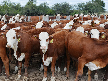 Desafío carnes: buscan reducir 30% el impacto ambiental de la producción ganadera para 2030