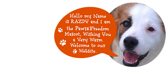 Home Launceston Cornwall Paws2freedom Dog Rescue Sanctuary