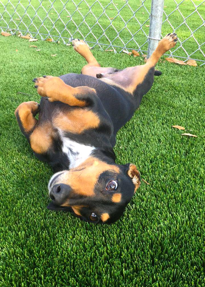 Day Care & Group Activities Pasadena, TX Red Bluff Pet Resort