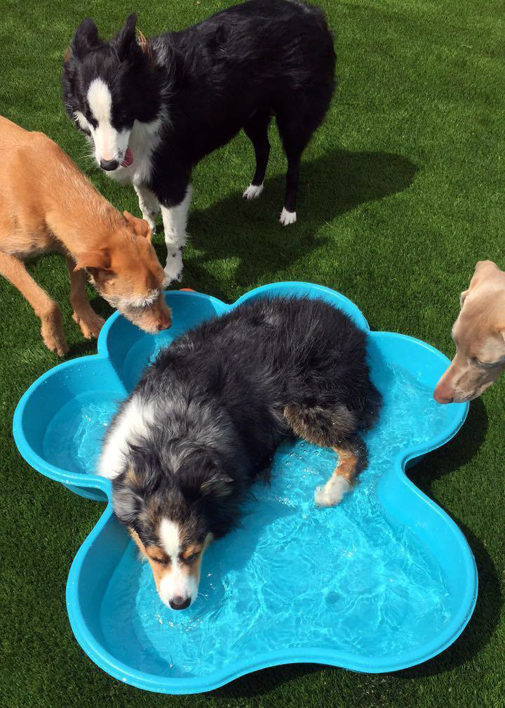 Day Care & Group Activities Pasadena, TX Red Bluff Pet Resort