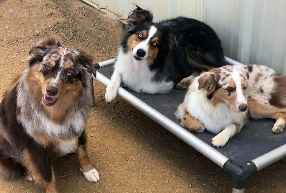 Blog redbluffpetresort