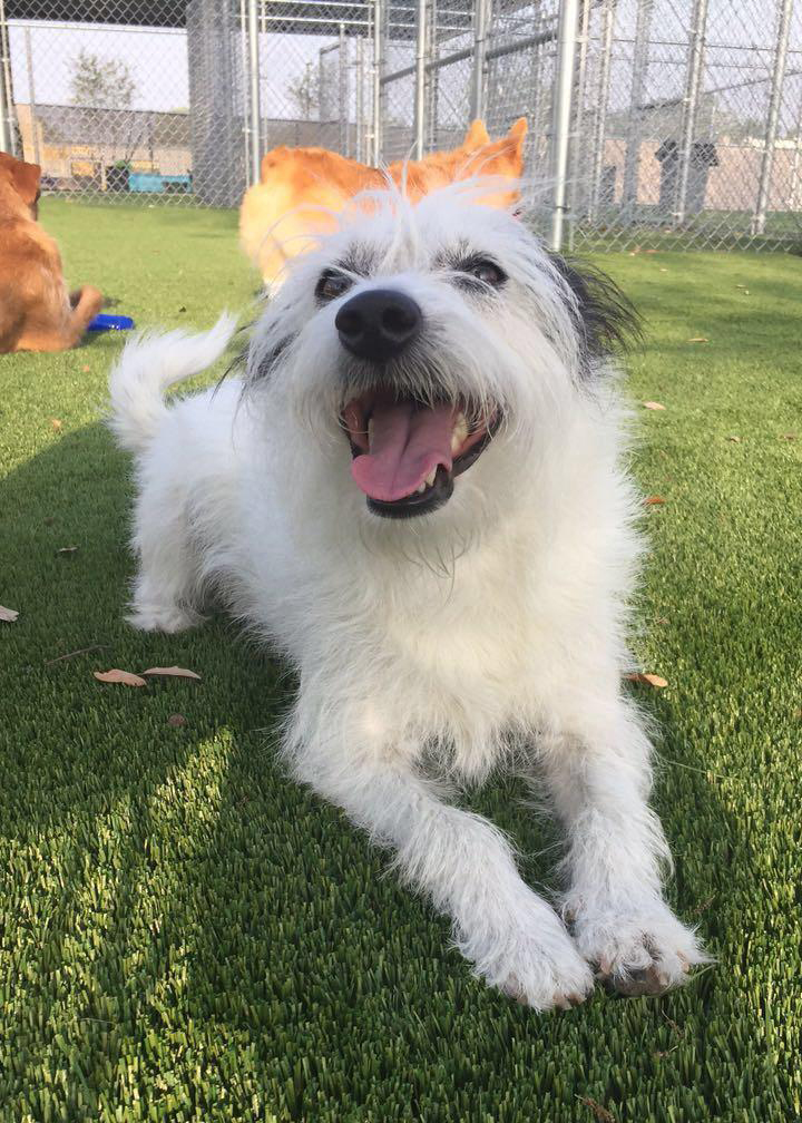 Day Care & Group Activities Pasadena, TX Red Bluff Pet Resort