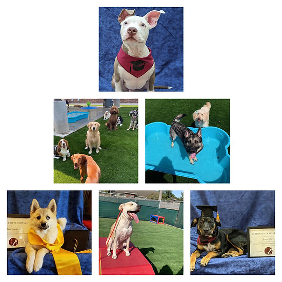 Training Pasadena, TX Red Bluff Pet Resort