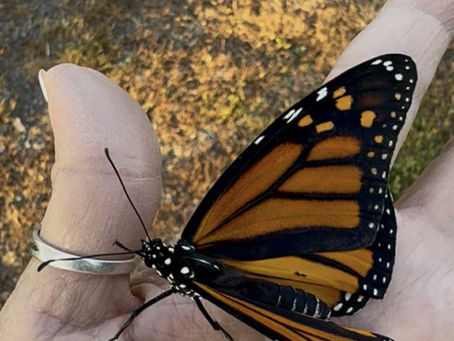 BUTTERFLY MIRRORS AKA PEACE BUTTERFLIES