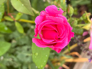 THE FRAGRANCE OF GOD