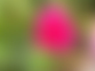 THE FRAGRANCE OF GOD