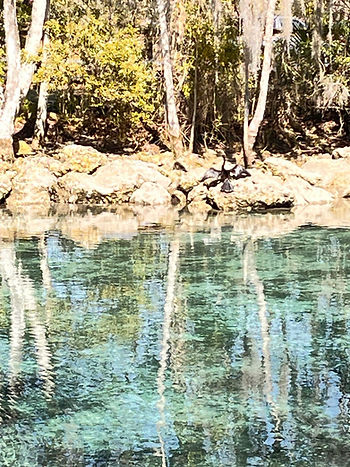 Anhinga drying its wings at Crystal River Florida