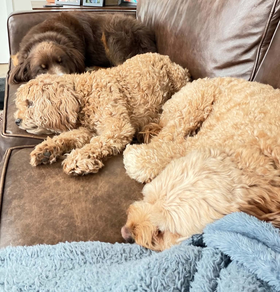 Three sleepy dogs cuddle on a brown leather couch in a cozy living room, with blue blankets in the foreground.