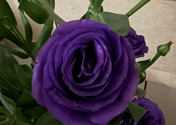 Purple flower with layered petals and green leaves in the background, set against a neutral wall, creating a serene and elegant mood.