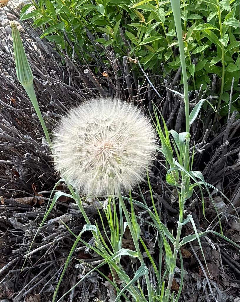 Fluffy dandelion seed head with green stems, surrounded by leafy and twiggy background. Hints of brown contrast with the greenery.