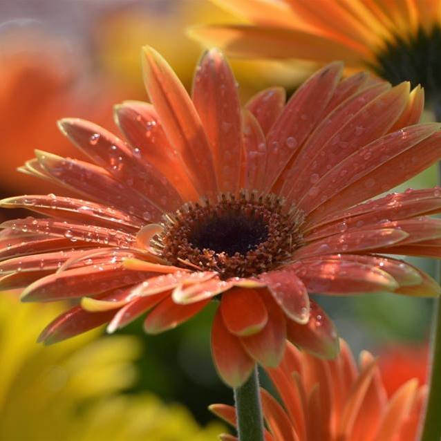 Elrodgardencenter logo