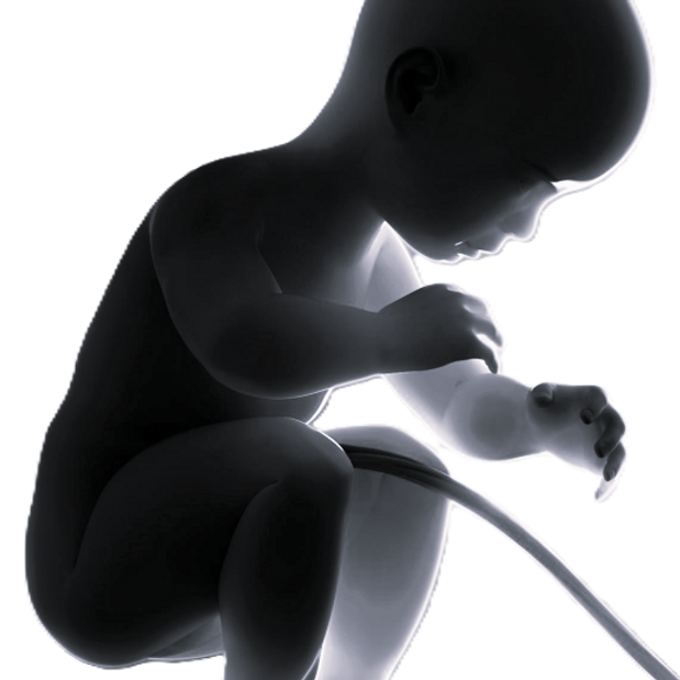 Foetus.png