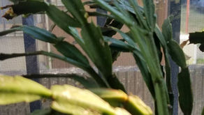 シャコバサボテン🌵 その1