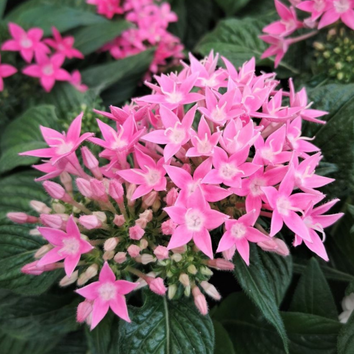 Egiptuse tähetrobi õied