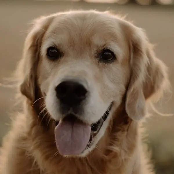 Ein Golden Retriever streckt seine Zunge heraus.